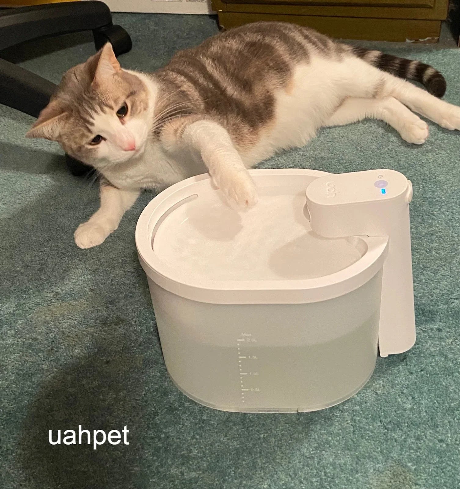 Cat keeps flipping water bowl best sale