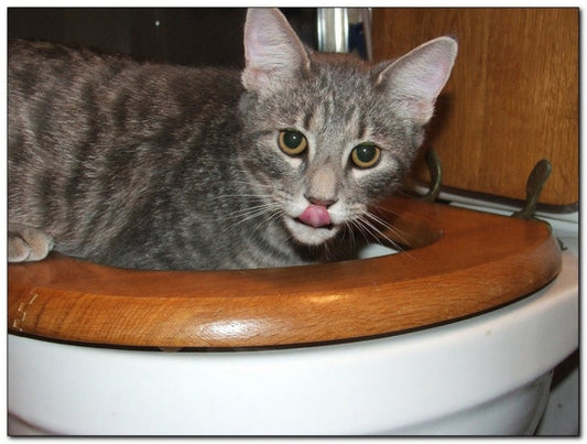 A cat is drinking water from toilet