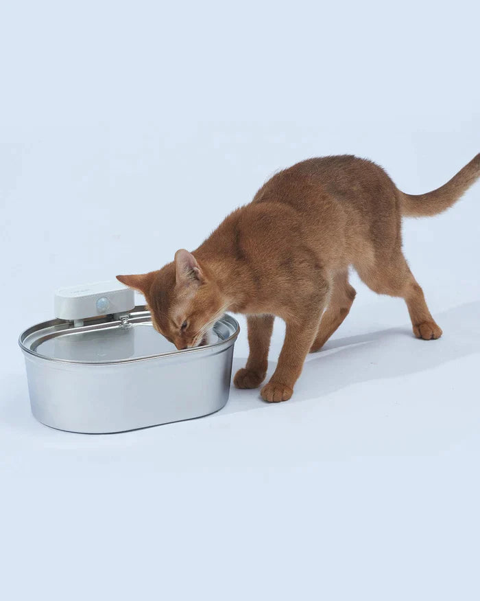 Why Your Cat Water Fountain Gets Slimy Causes and Solutions