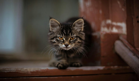 A fluffy tabby kitten with intense amber eyes, sitting and staring ahead.