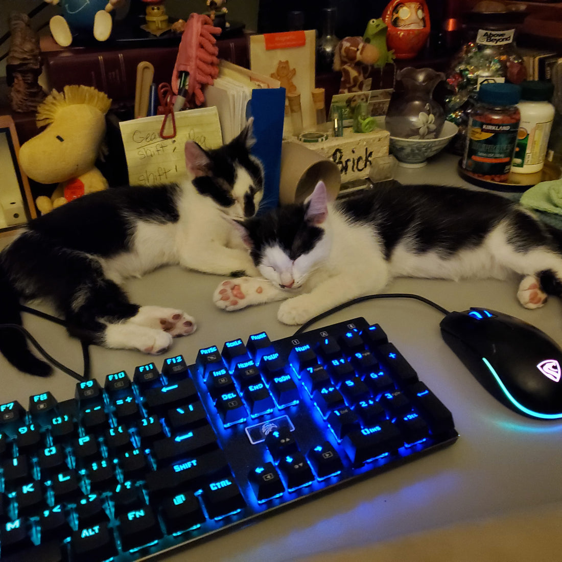 Two Happy Little Tuxedo Kittens