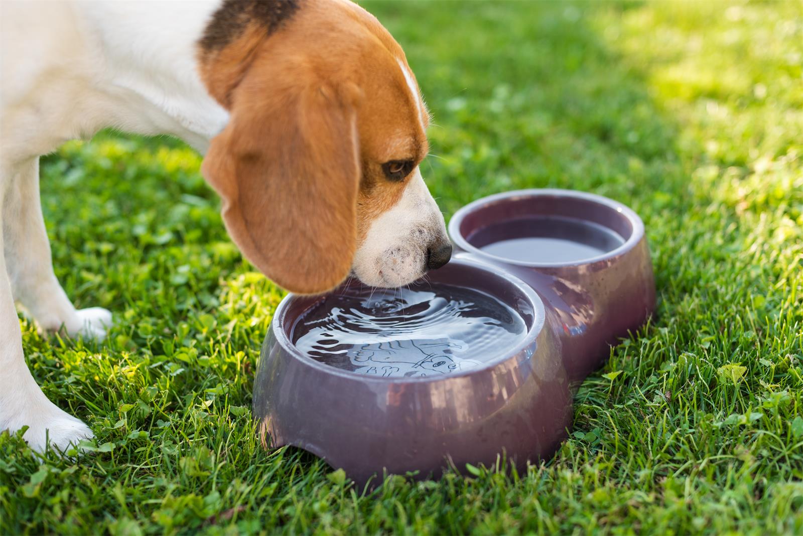 how-long-can-dogs-go-without-water-safety-tips-uah-pet-blog-uahpet