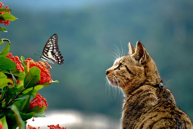 Cat staring at the butterfly