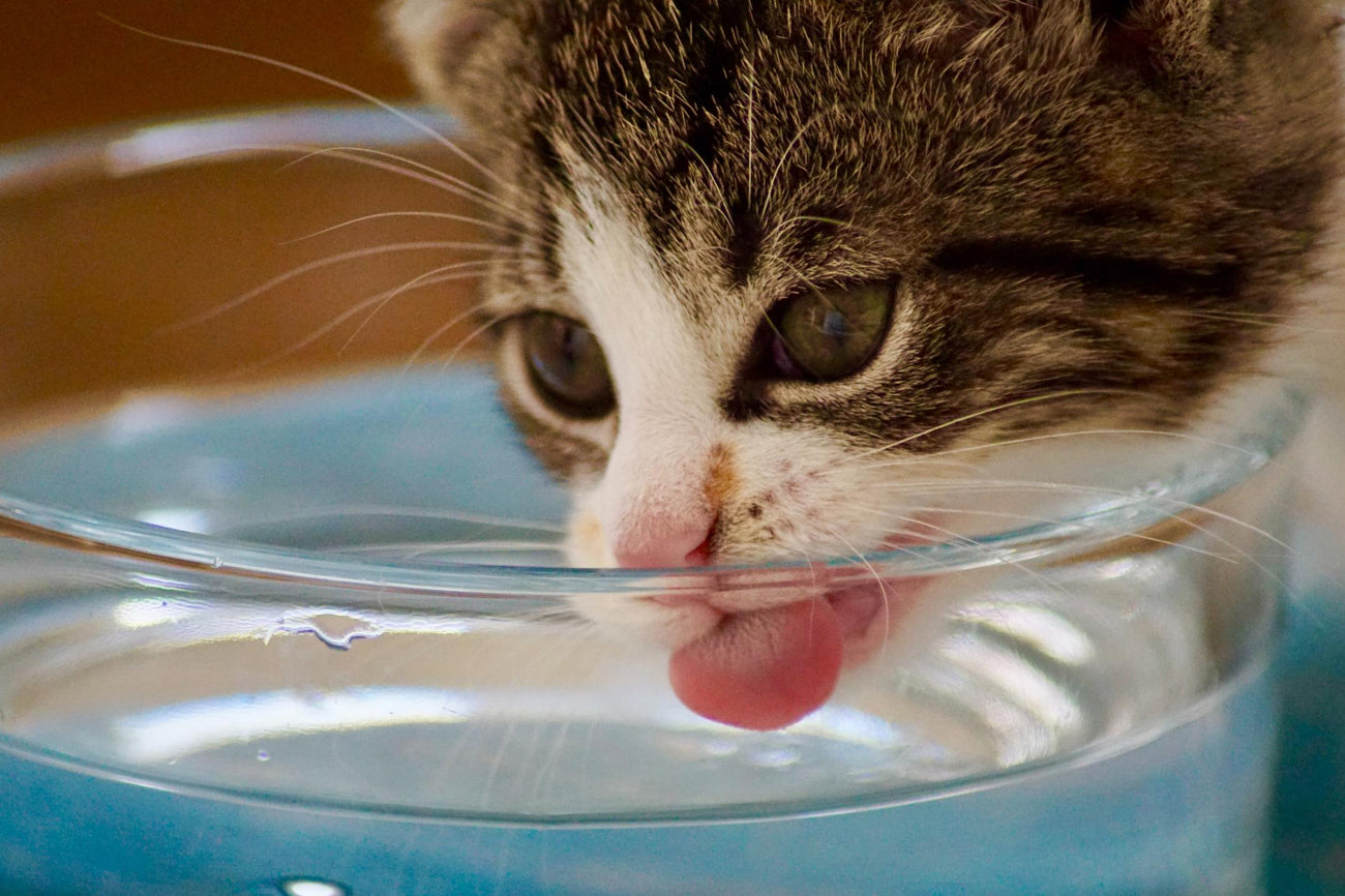 How To Help Your Cat Drink More Water