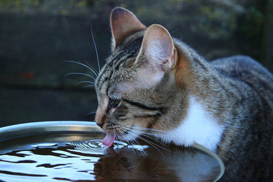 Why Are Cats So Quirky About Drinking?