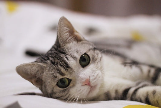 Cat lying on its side looking at the camera