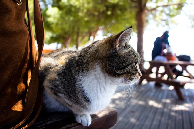 The cat tilted its head to look at the roadside.