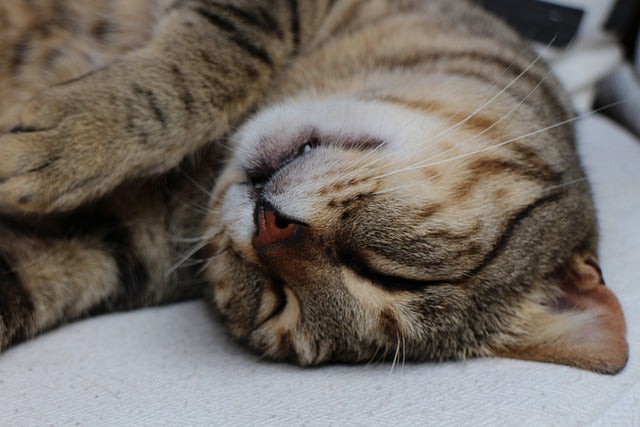 Cat lying down and sleeping