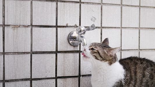 The cat is licking the faucet.