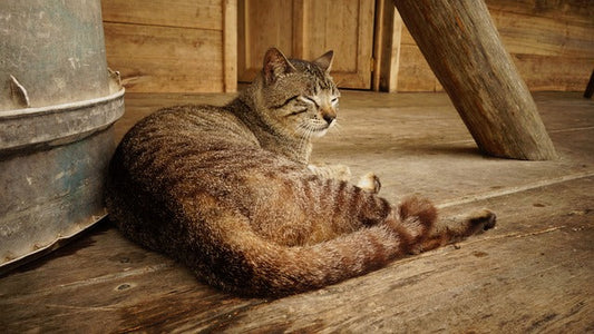 Cat lying on the floor