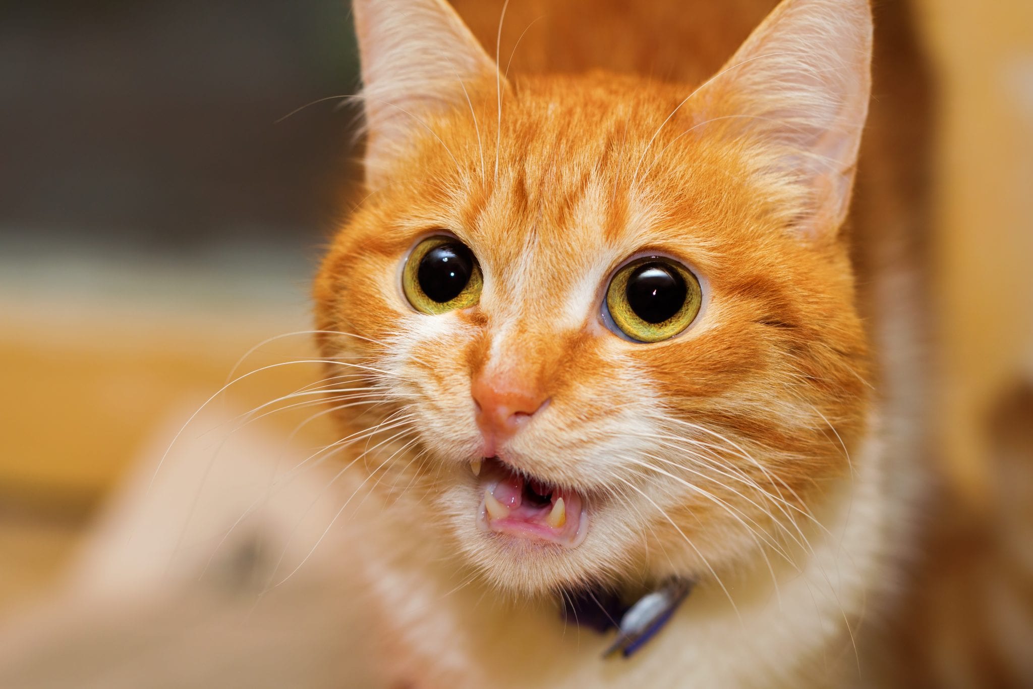 Cat Meows in the Morning: What They're Trying to Tell You - uahpet-official