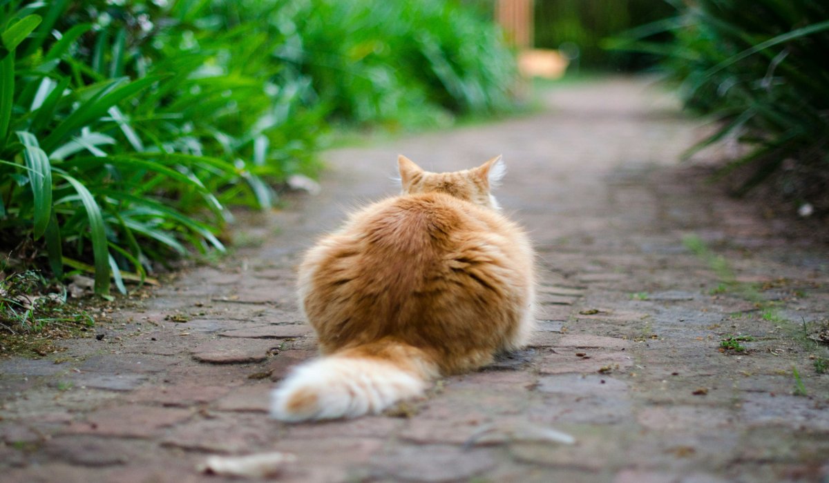 Cat lying on the floor