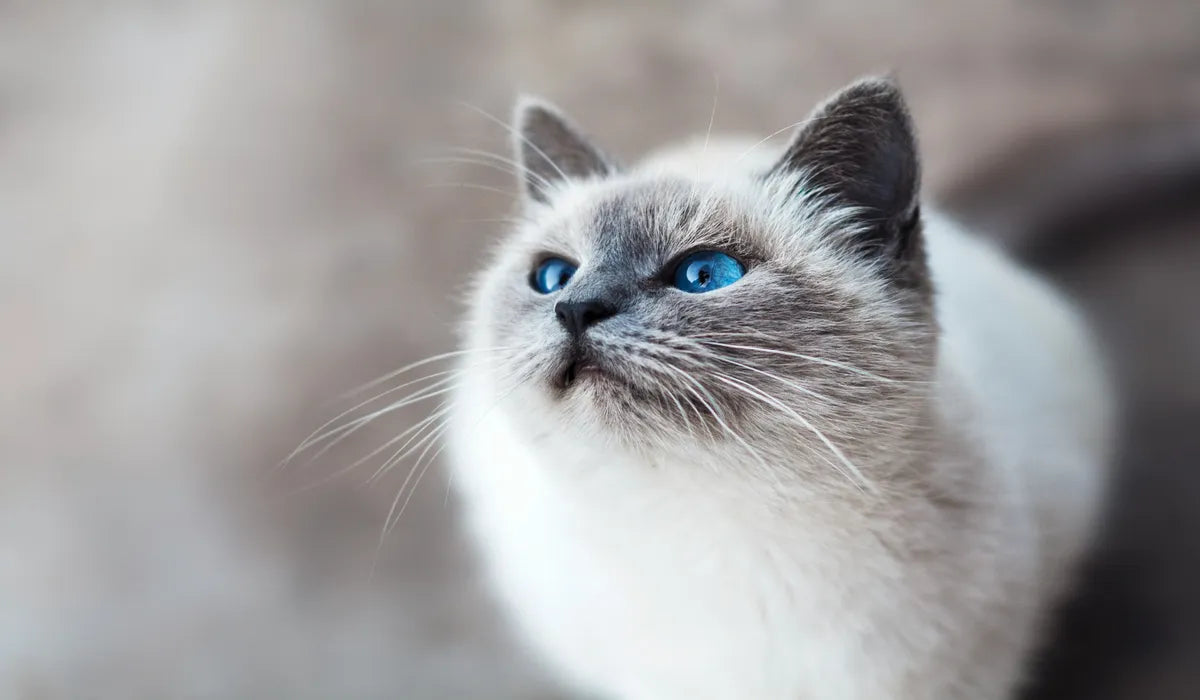 A blue-eyed cat gazing calmly into the distance.