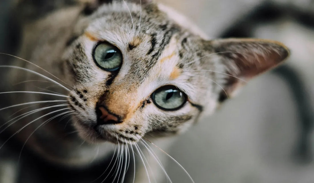 A curious cat with striking green eyes looks up