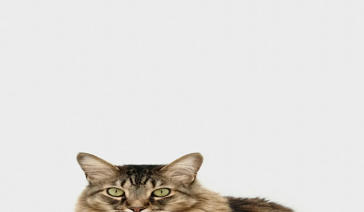 A curious tabby cat with striking green eyes, gazing intently against a simple, white background.