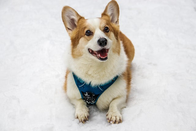 Dog lying on the snow