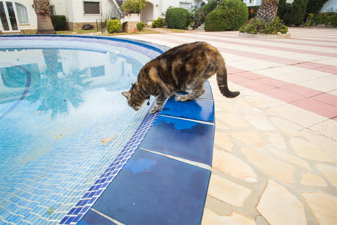 how-long-can-cats-go-without-water-days-or-weeks