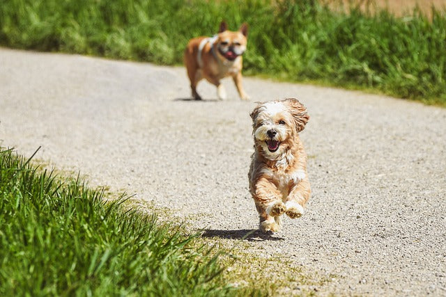 The dog is running on the road.