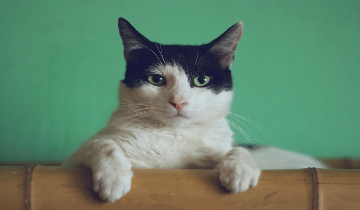 A black and white cat with green eyes stares ahead calmly.