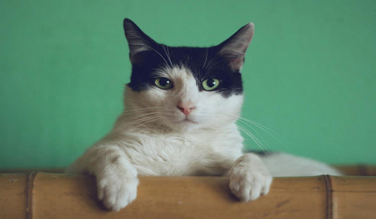 A black and white cat with green eyes stares ahead calmly.