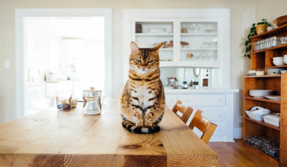 A tabby cat sitting on a wooden table, staring calmly.