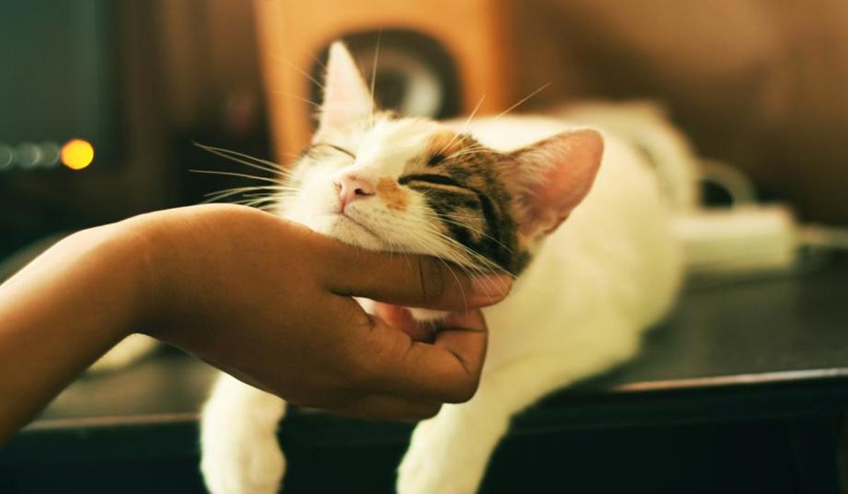 A content cat enjoys a gentle chin rub.