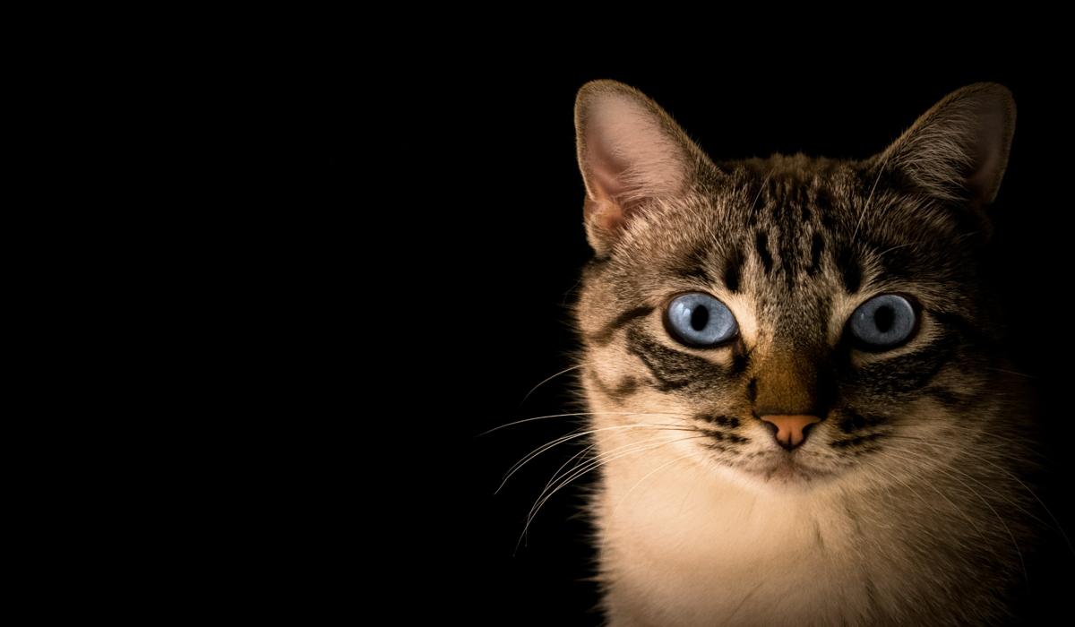 Cat with striking blue eyes against a dark background.