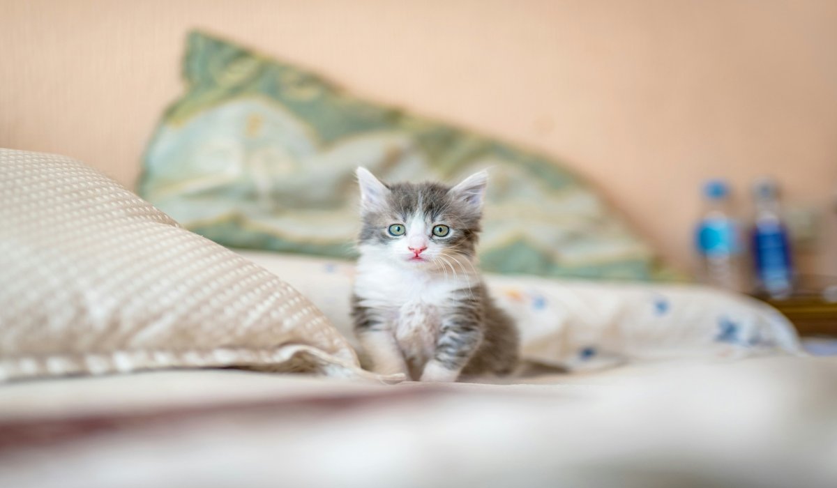 A cute gray and white kitten sitting on a cozy bed