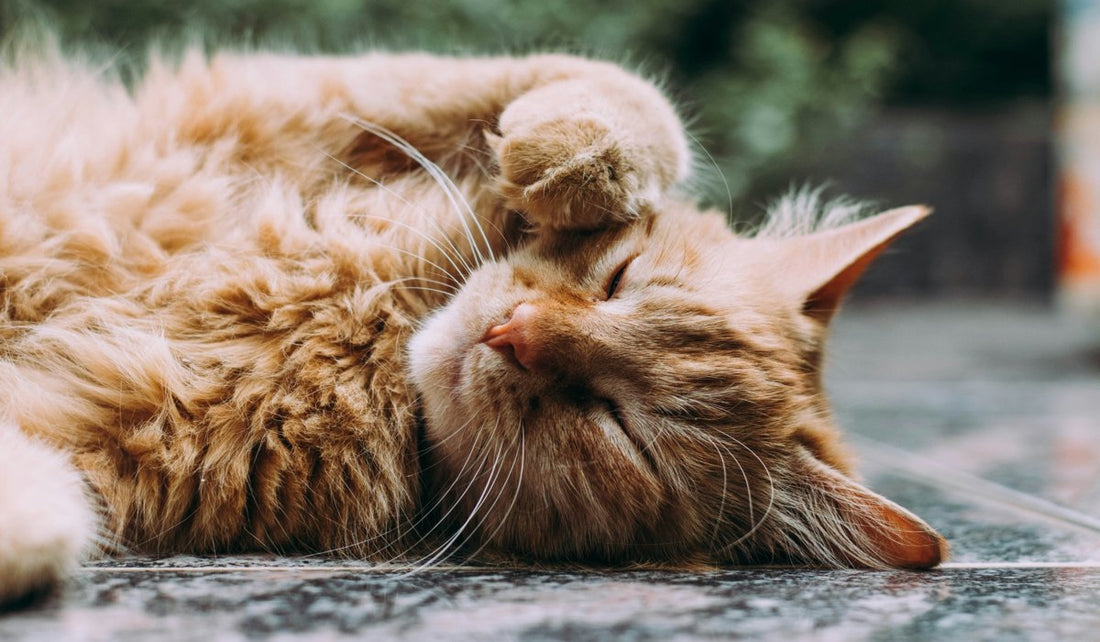 Cat lying on the floor