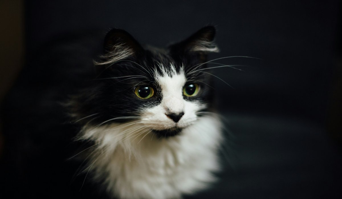 A black and white cat with bright eyes, gazing curiously in a dimly lit room.