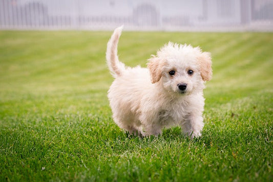 Dog on the grass 