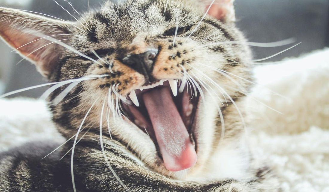 A playful cat caught mid-yawn, showing off its sharp teeth in a moment of pure relaxation.