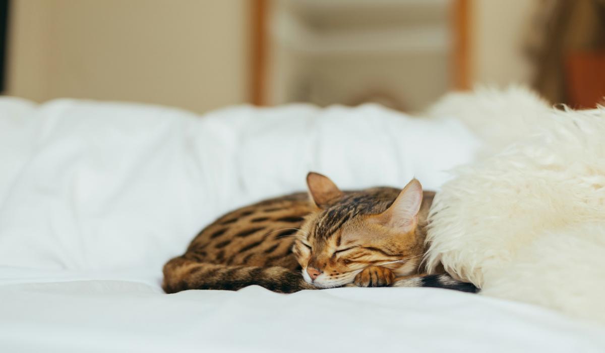 Sleeping cat curled up on a cozy bed.