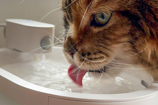 A cat is drinking water from Uahpet wireless cat water fountain