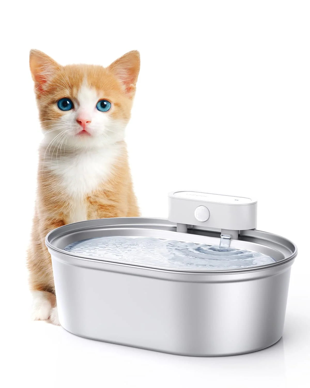 Cute cats standing next to stainless steel water fountain