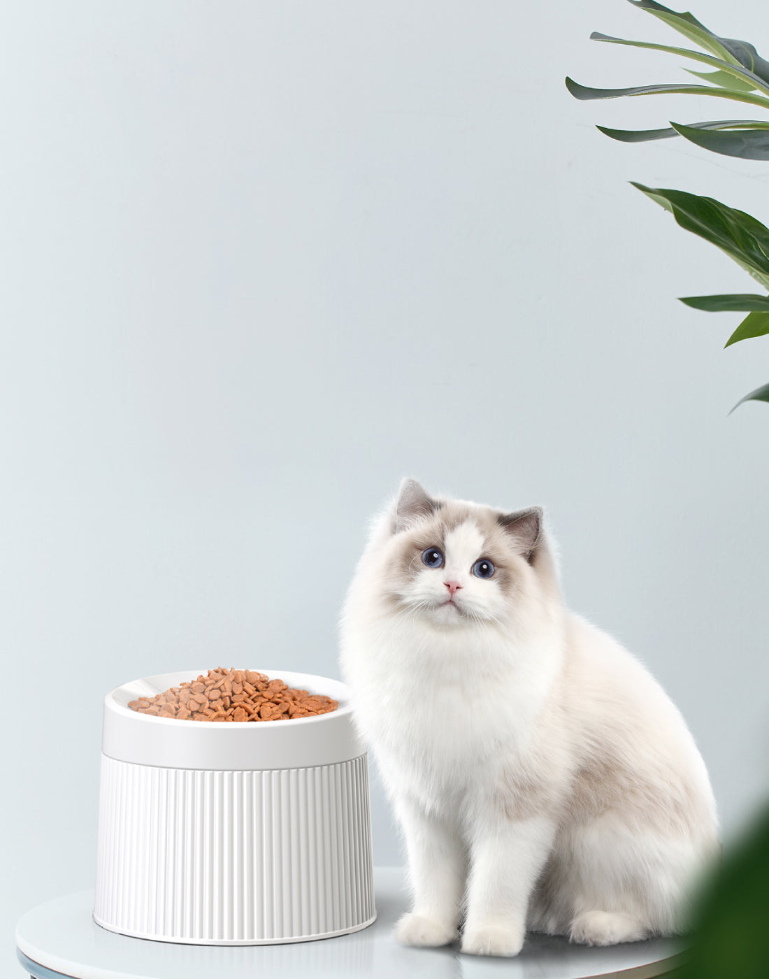 Cat standing next to a bowl full of cat food.