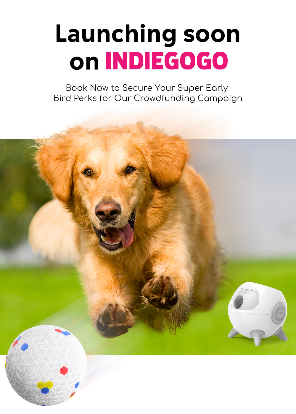 Go go smart ball clearance for dogs