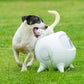 Uah Pet iRetriever Dog Ball Launcher