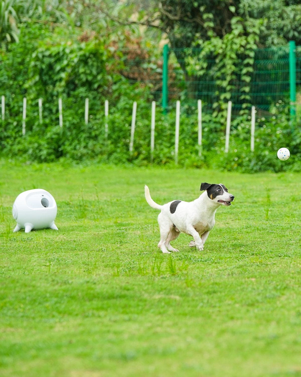 Pets at home ball launcher hotsell