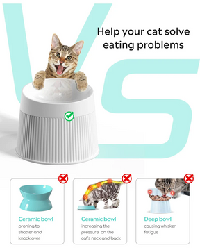 Ideal cat feeding combination (water fountain + Elevated Cat Bowls)