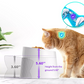 Best Bundle for cat (water fountain + Elevated Cat Bowls)